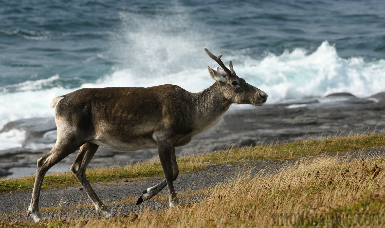 Rangifer tarandus caribou [270 mm, 1/2000 sec at f / 11, ISO 1600]